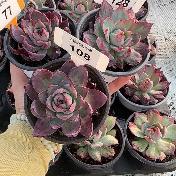 羊***肉77，128，108 惊鸿仙子多肉植物6-9cm