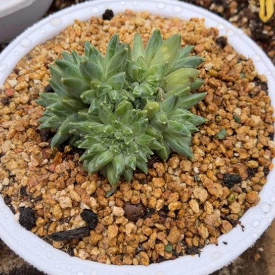 彩翼美人 缀化 夏鸣园艺