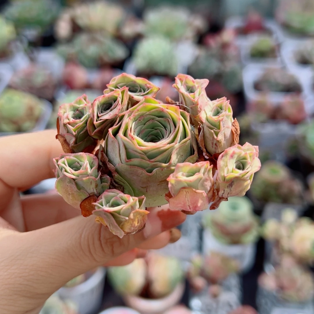 113粉玫瑰飘枝群。