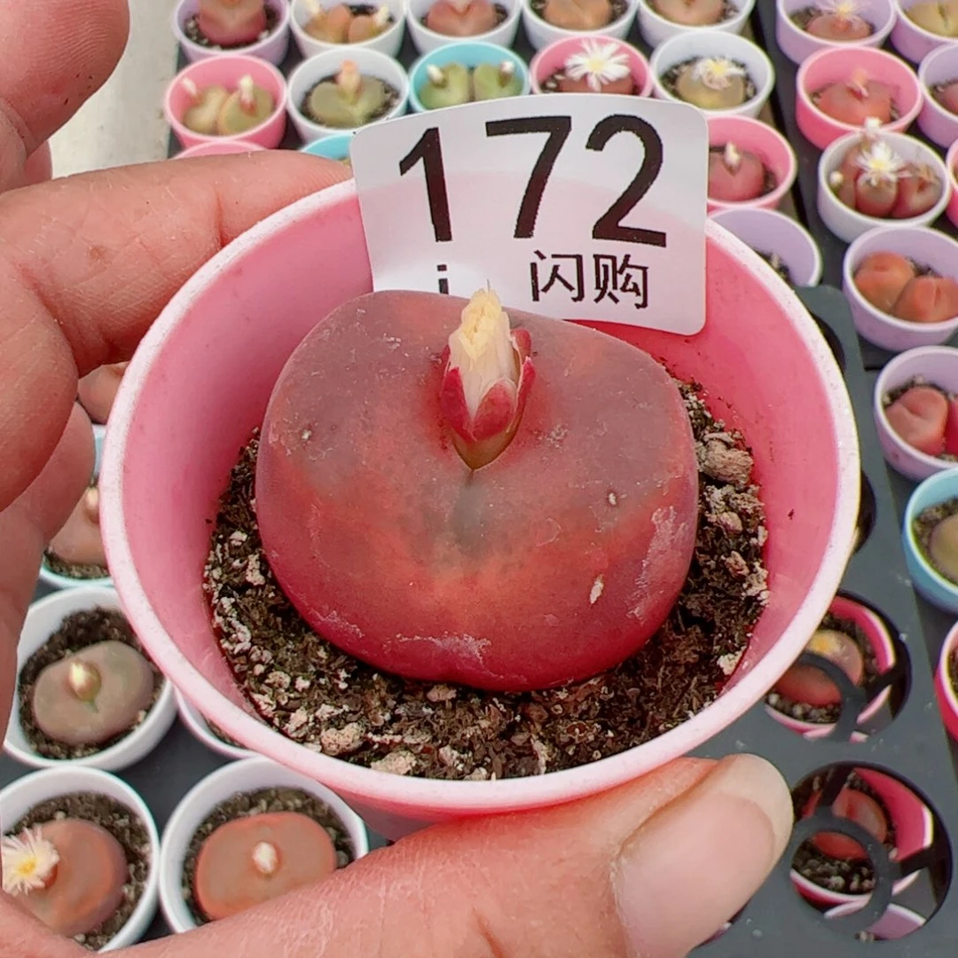 无花朵蛋*我很喜欢这个J172