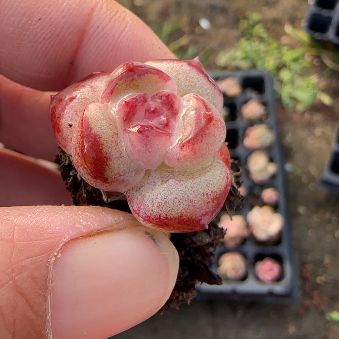 小卡拉米糖心一物一拍