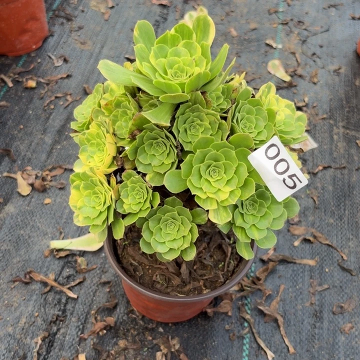 五彩琉璃多肉植物不包损005
