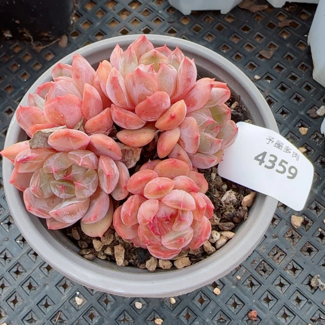 红恋群，4359多肉植物