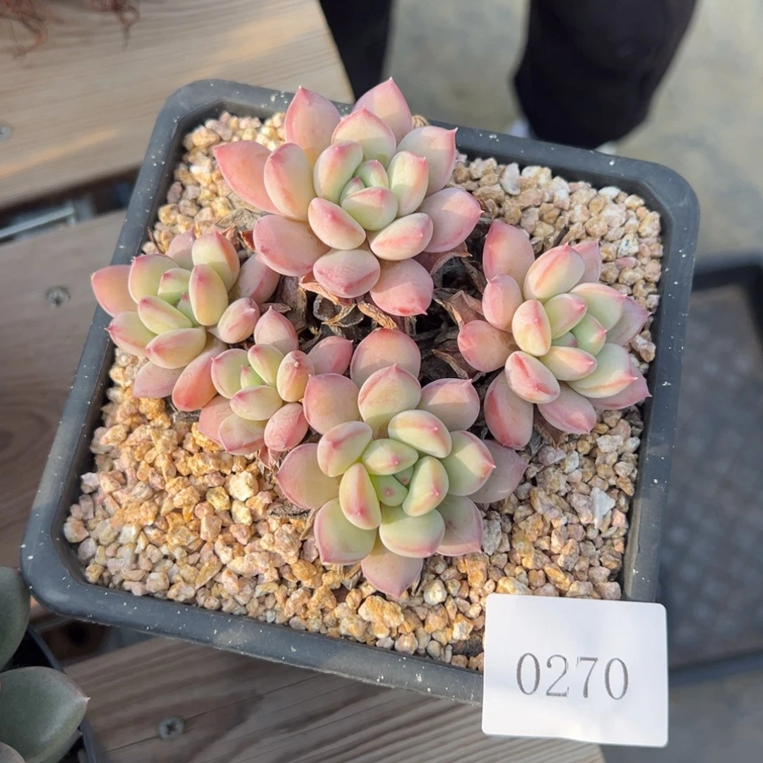 后***?0270多肉多多的地方