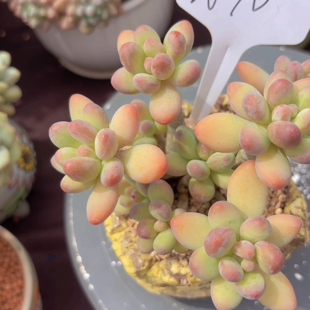 芜***.我的小可爱们都好可爱