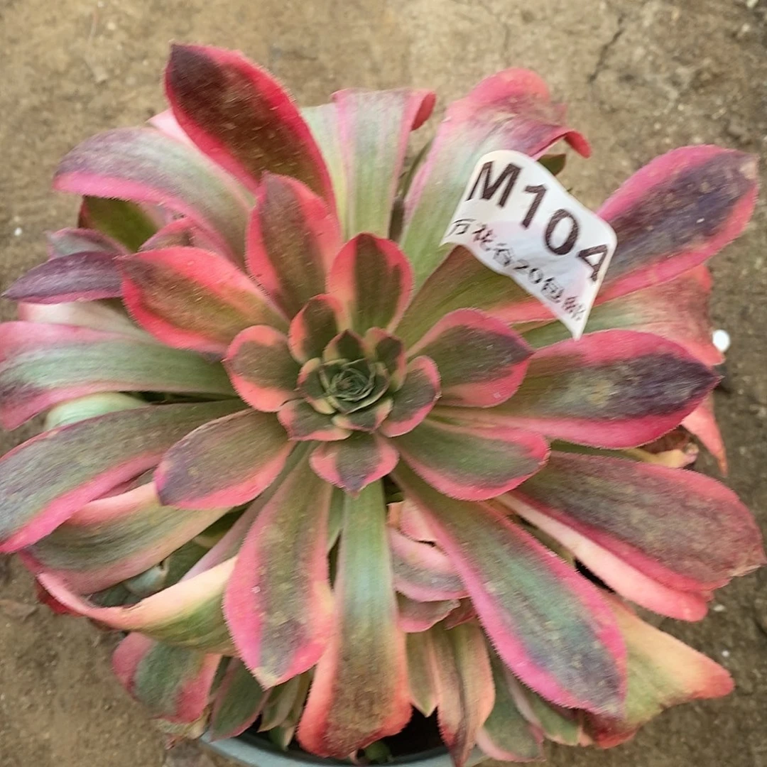 104香妃多肉植物