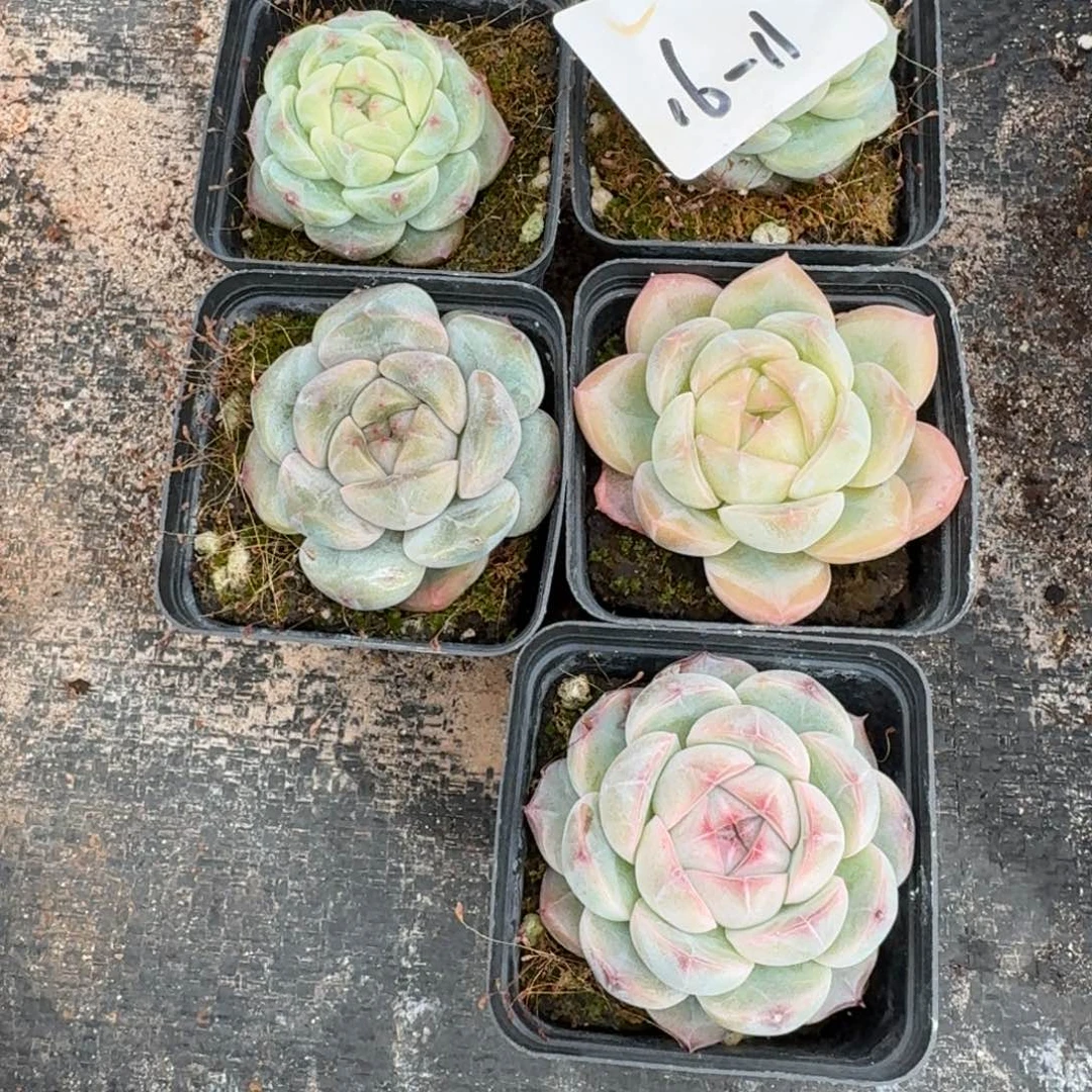 16-11珍妮五颗量拍发货带纹路