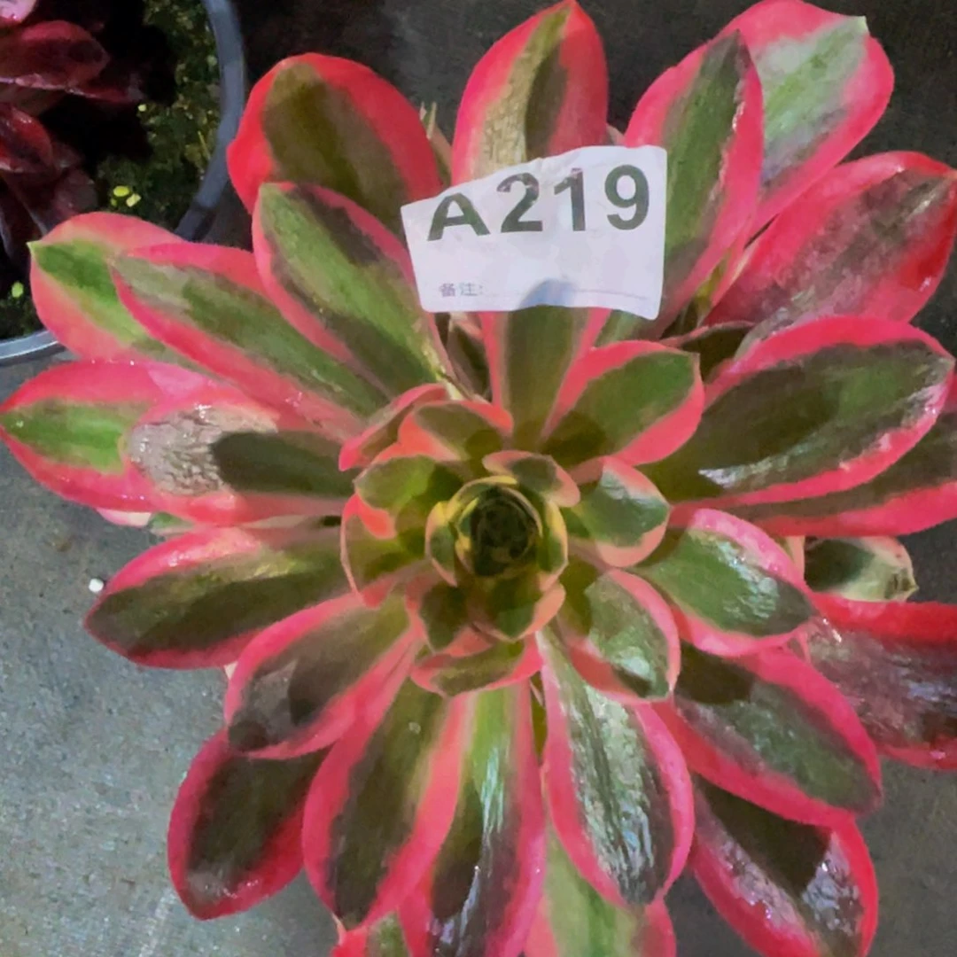 女巫219小苗福利出了