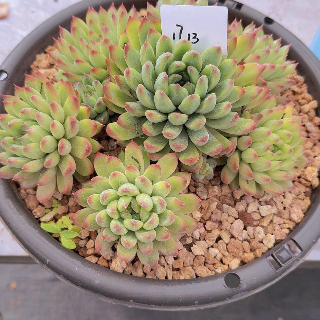 1713小幻熊美人多肉植物