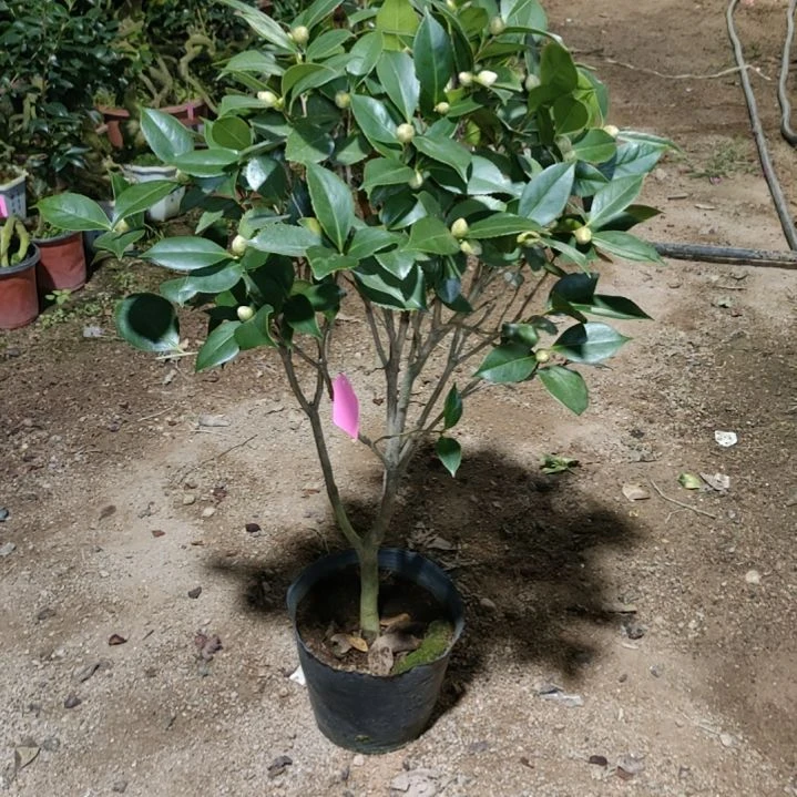 全部花苞大银粉原生大苗