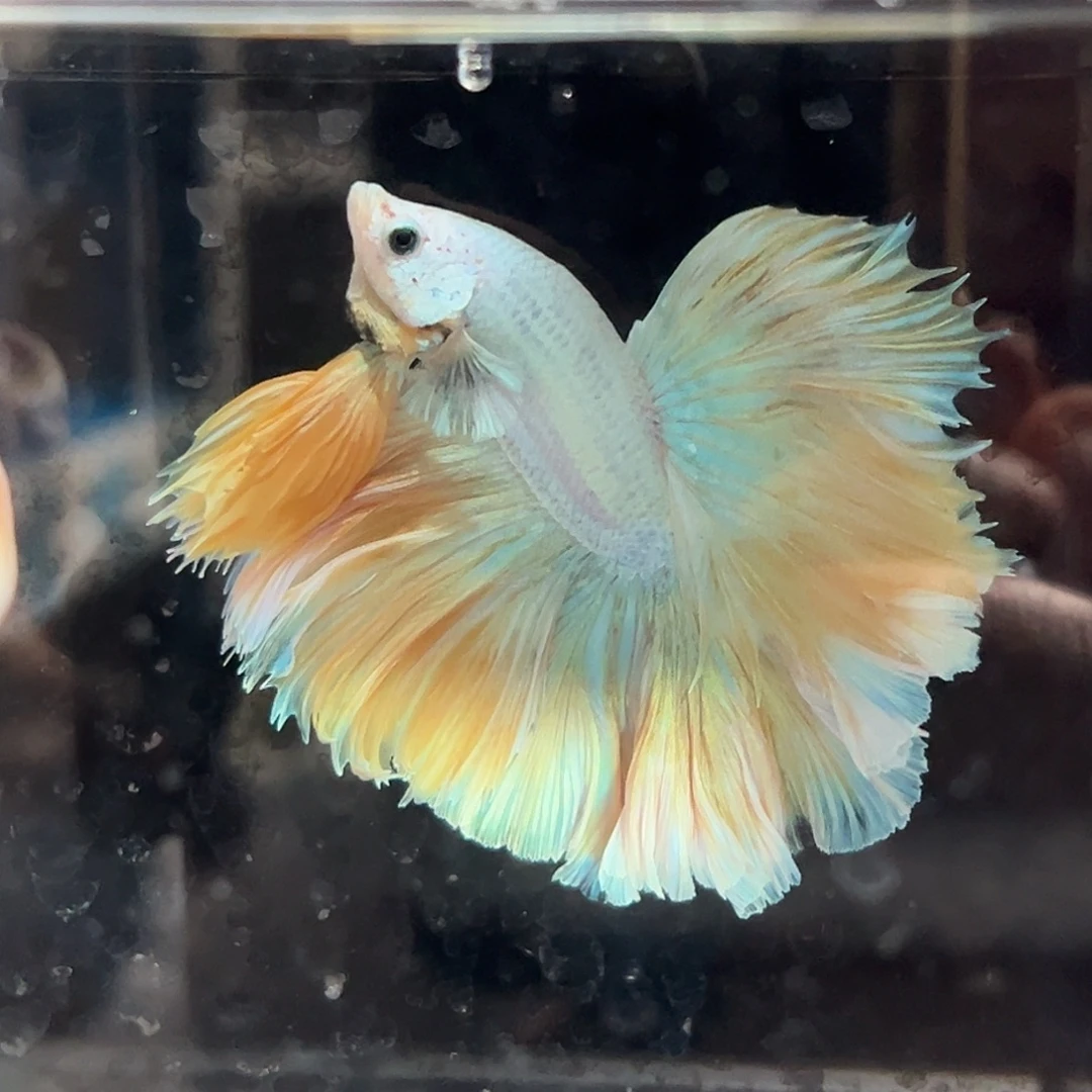 斗鱼1号芒果慕斯大长裙降价出