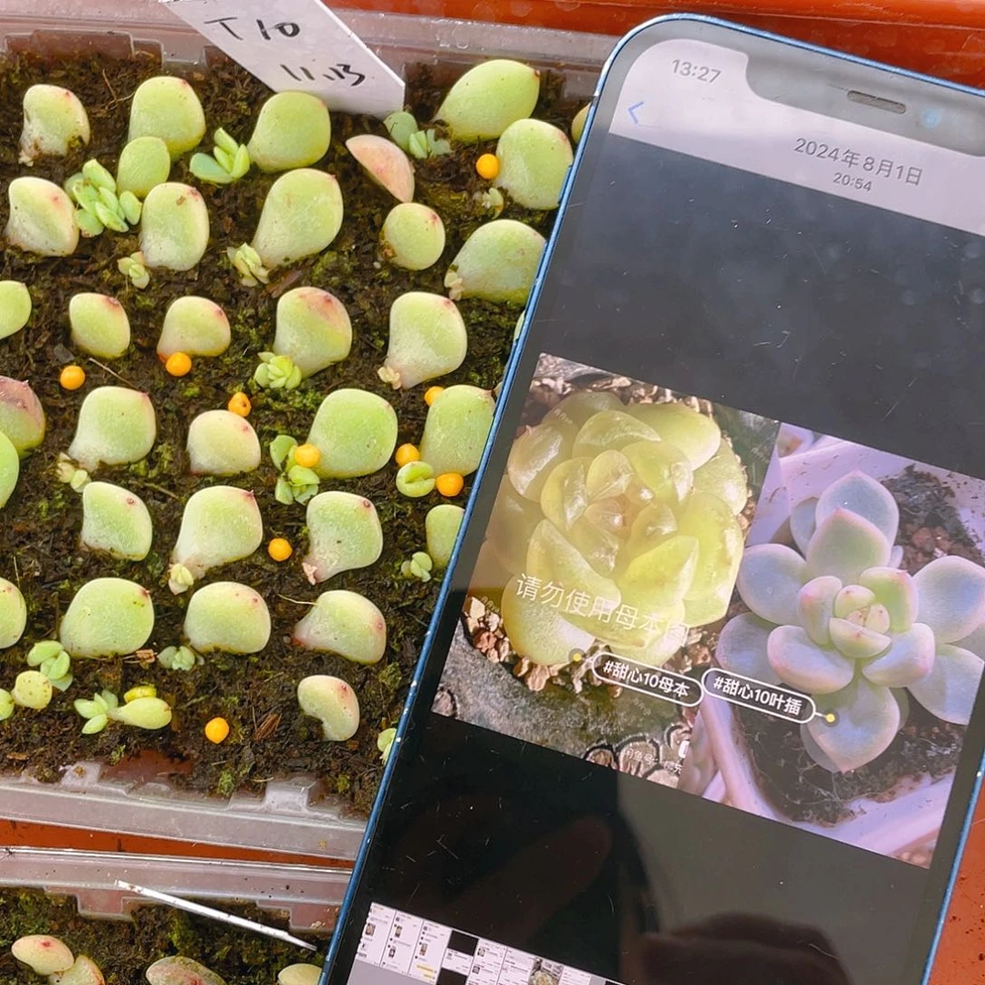 T10 芝麻苗一个满25包邮