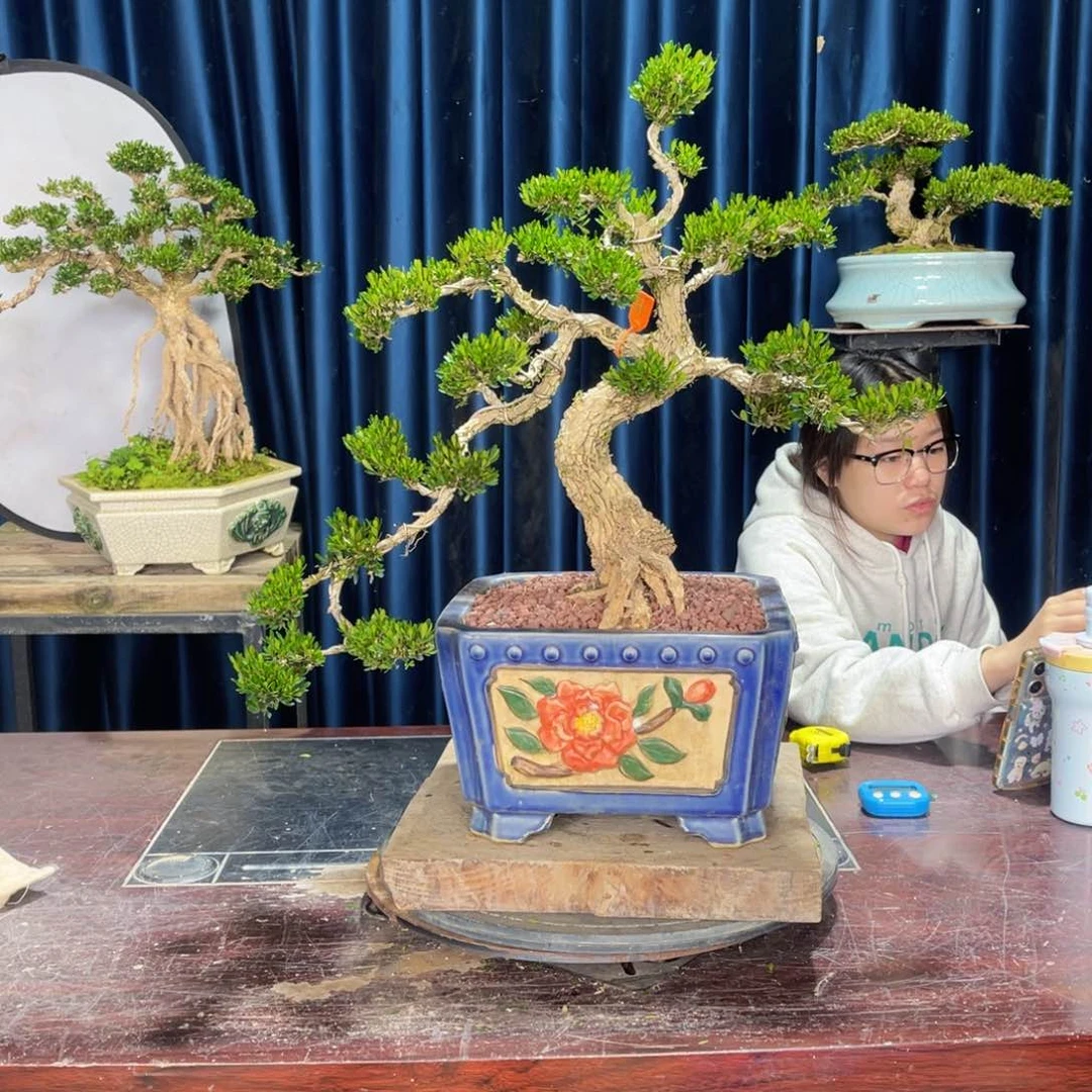 黄杨盆景老桩四季常青