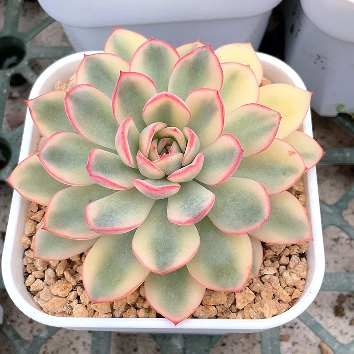雨燕座锦。一物一拍