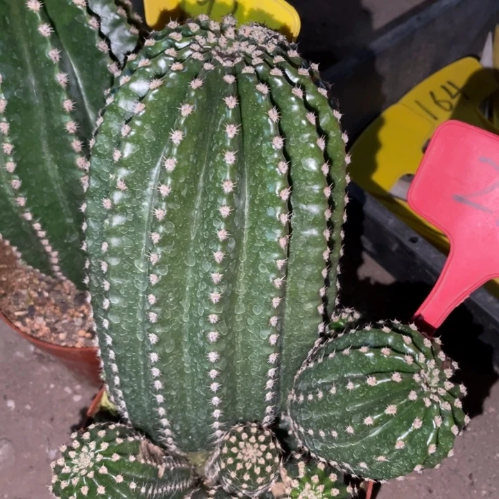 新品德系金刚一物一拍217