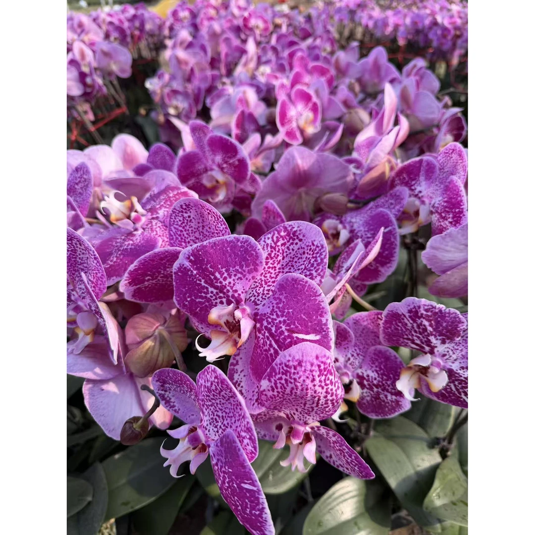 【藏宝图】精品蝴蝶兰带花剑盆栽浓香型花卉室内客厅四季开花