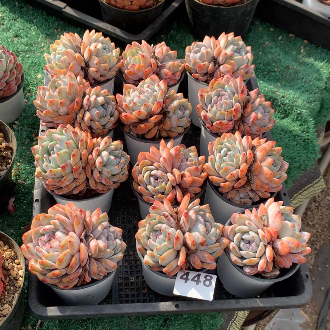 448橙子多肉植物组合