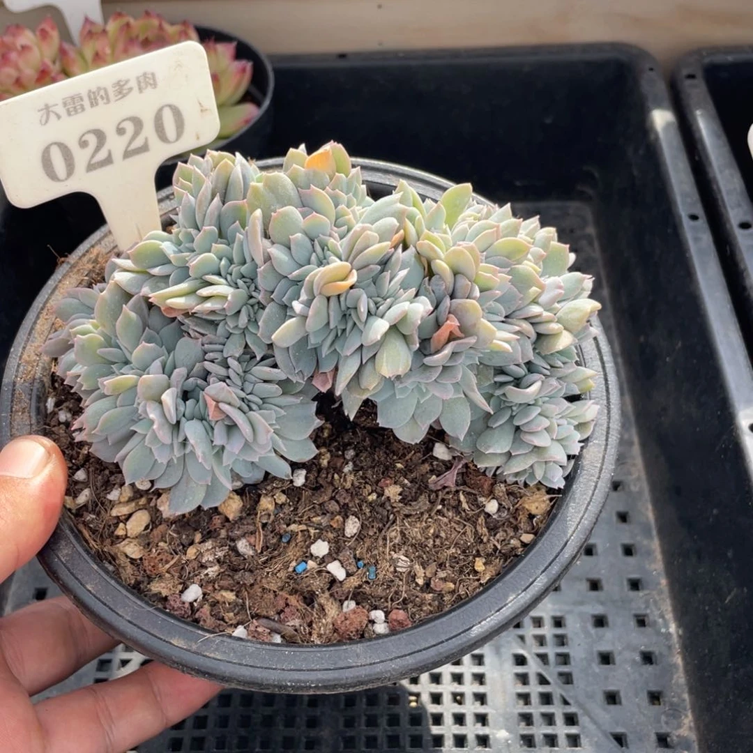 0220白茶缀不带盆13厘米