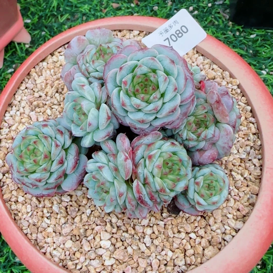 天鹅绒，7080多肉植物
