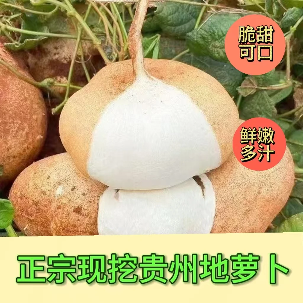 贵州农家新鲜地萝卜现挖现发（地瓜）