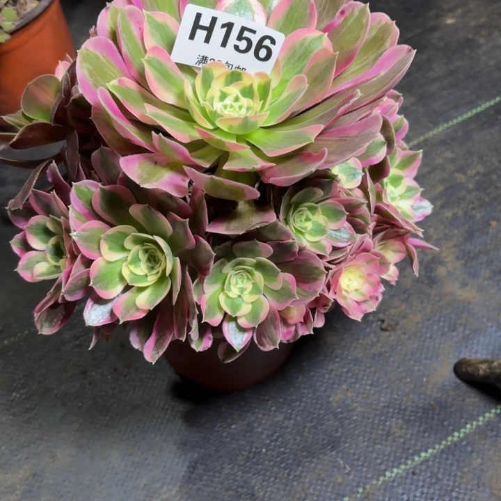 瑞妈，。。。。156布，，，