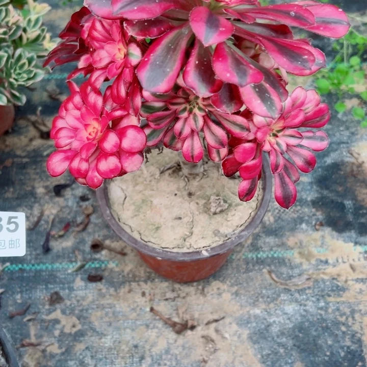 836香奈多肉植物的