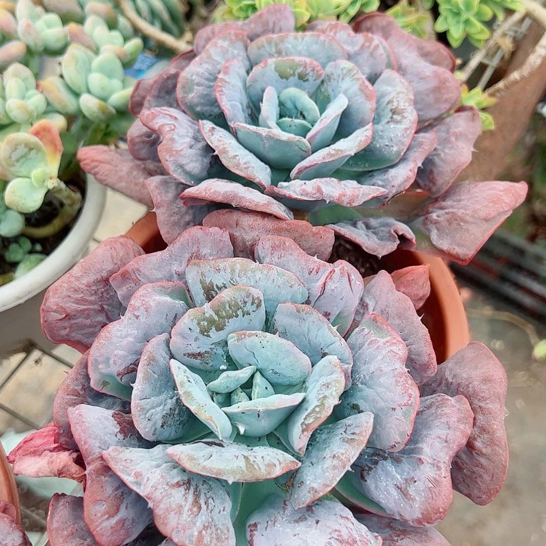 心之月双头起发精品特价
