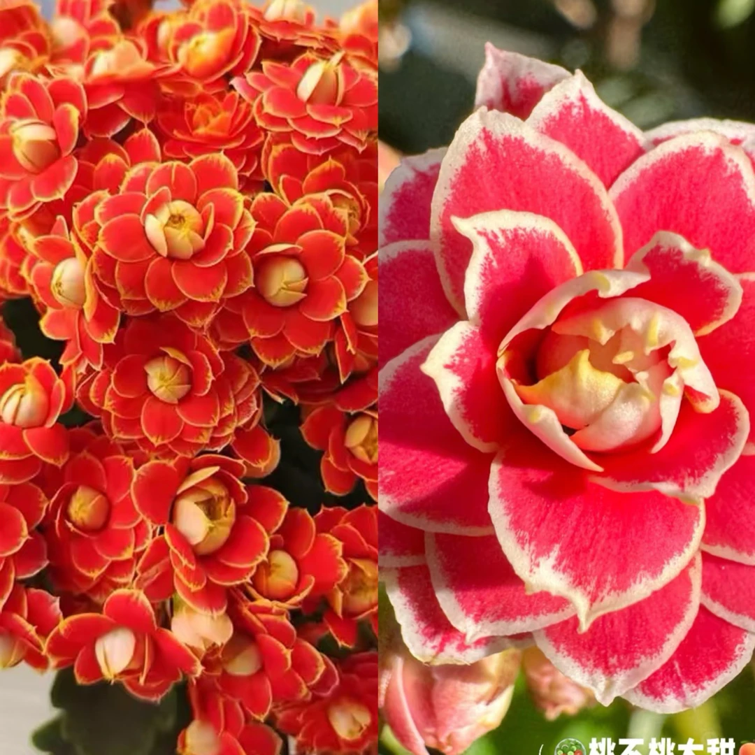 【金狐狸➕金丝带】两盆长寿花
