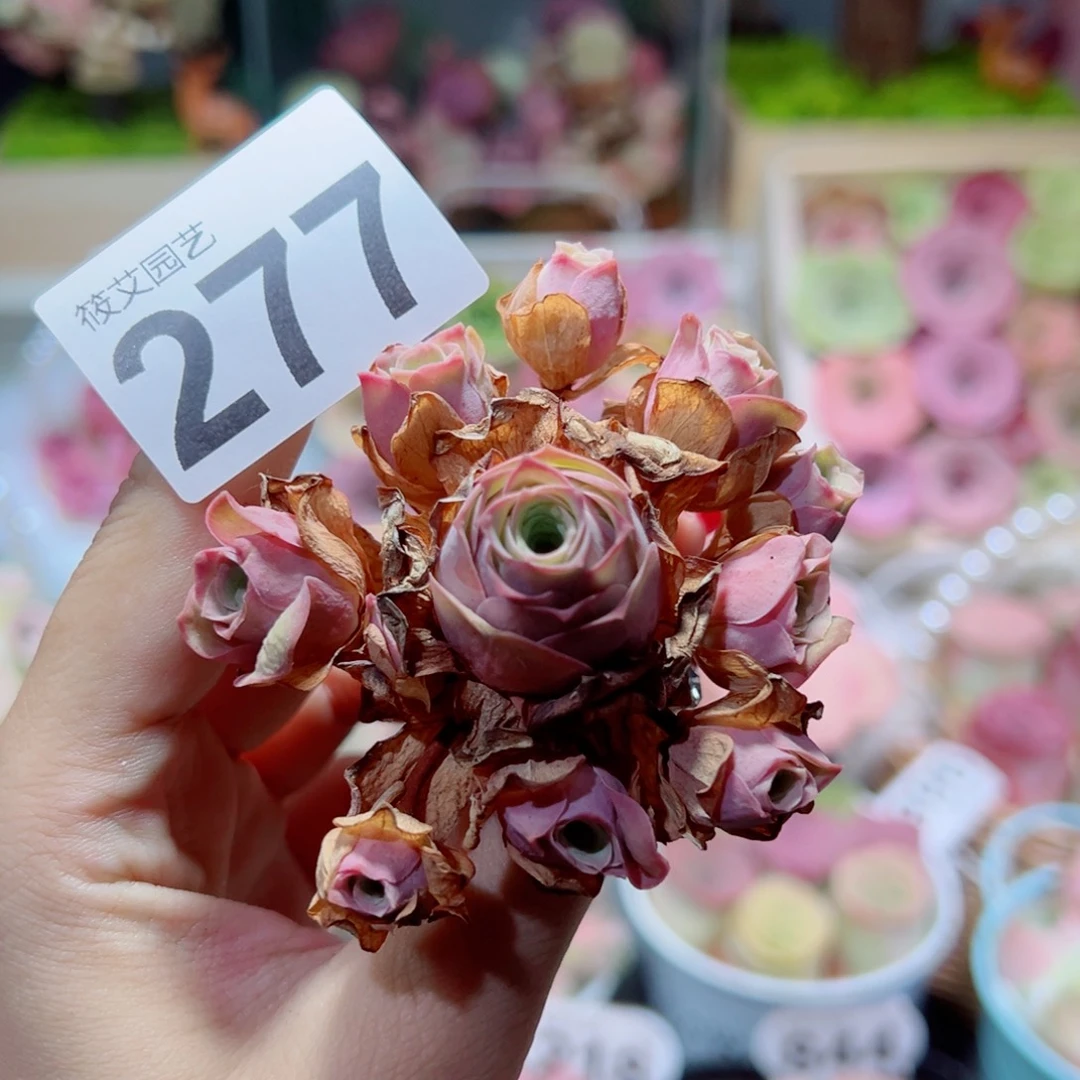 277粉紫色玫瑰飘枝手捧花。
