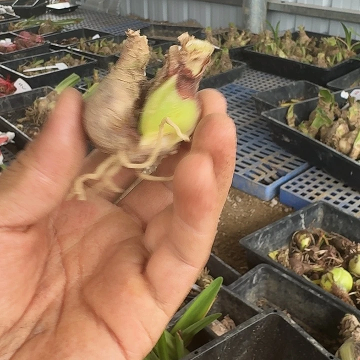 出水芙蓉朱顶红一棵双胞胎  4左右