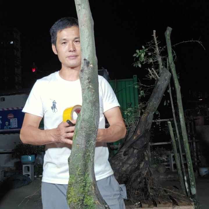良***有无花朵金单子当前无花果