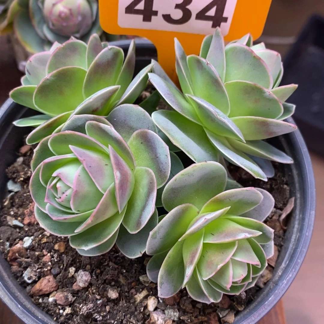 红陶小柒罗拉公主434