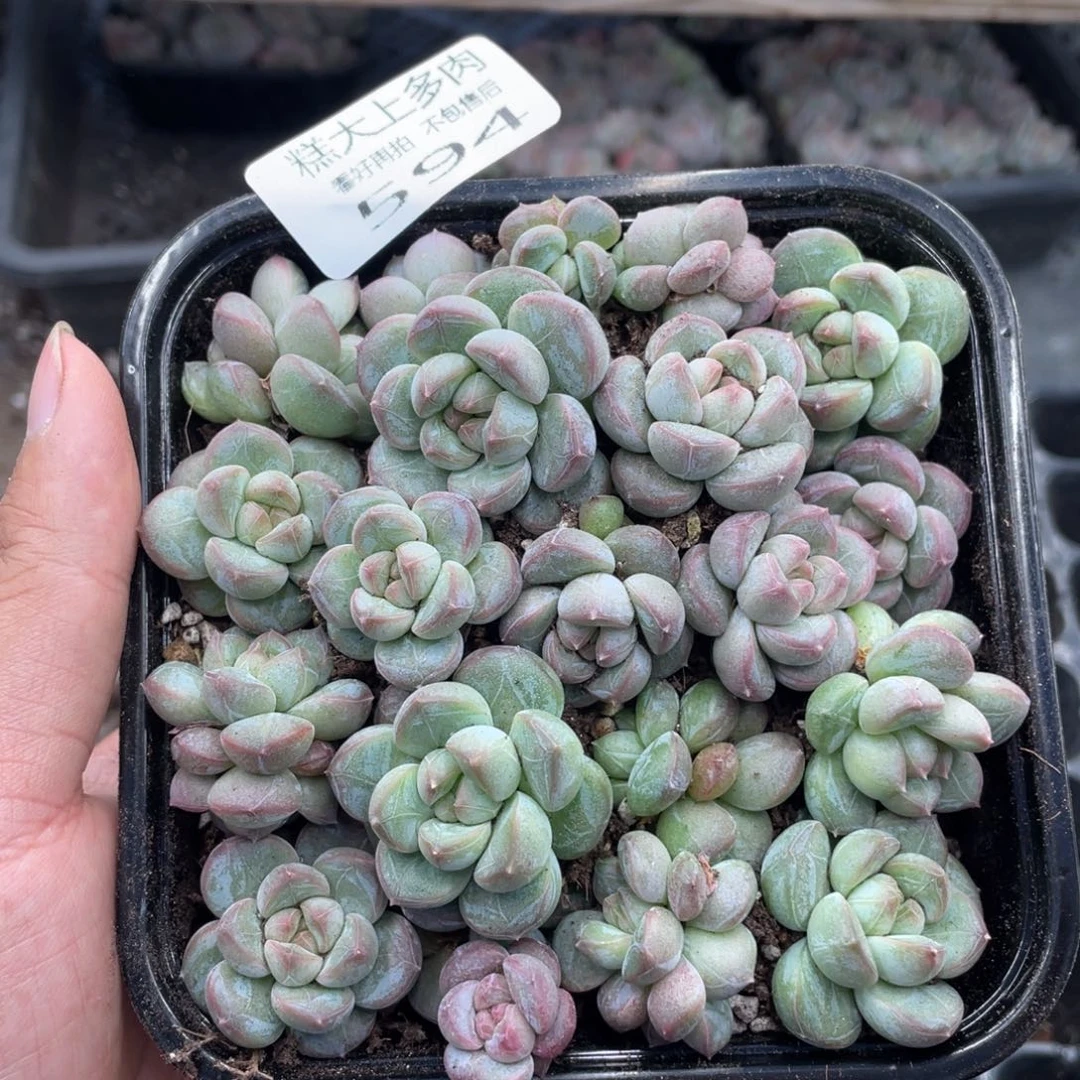 糕大上多肉植物594