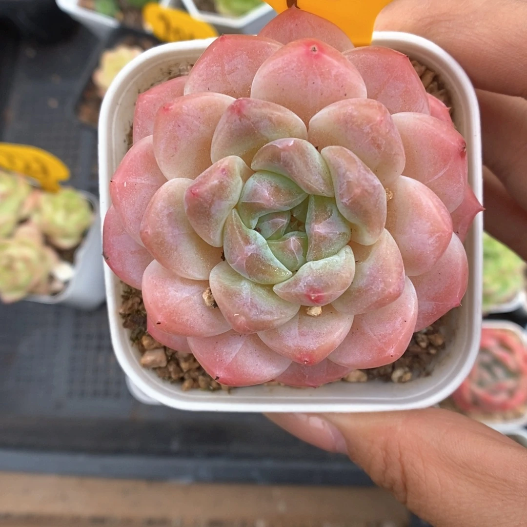 徐***浅糖心粉魄943号。