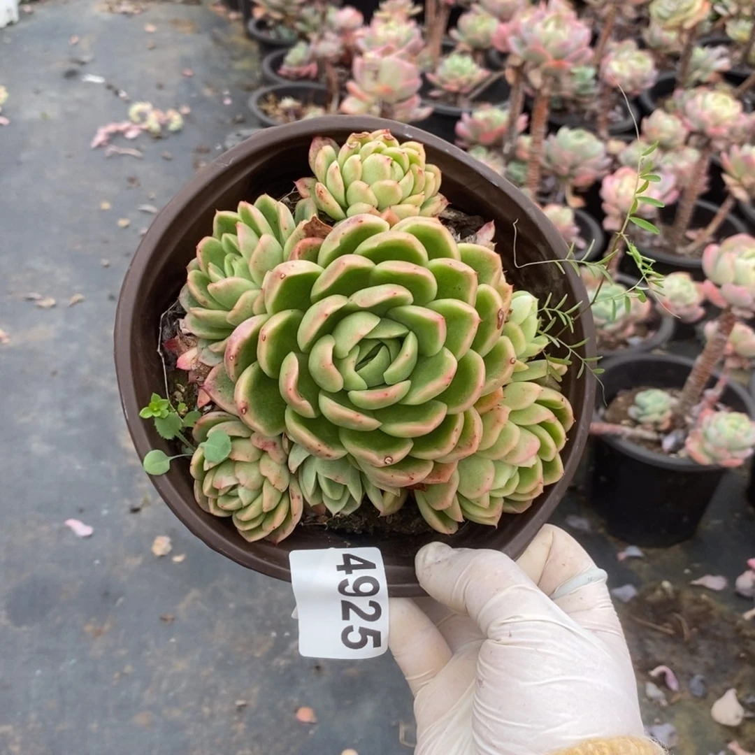 4925不知名一物一拍