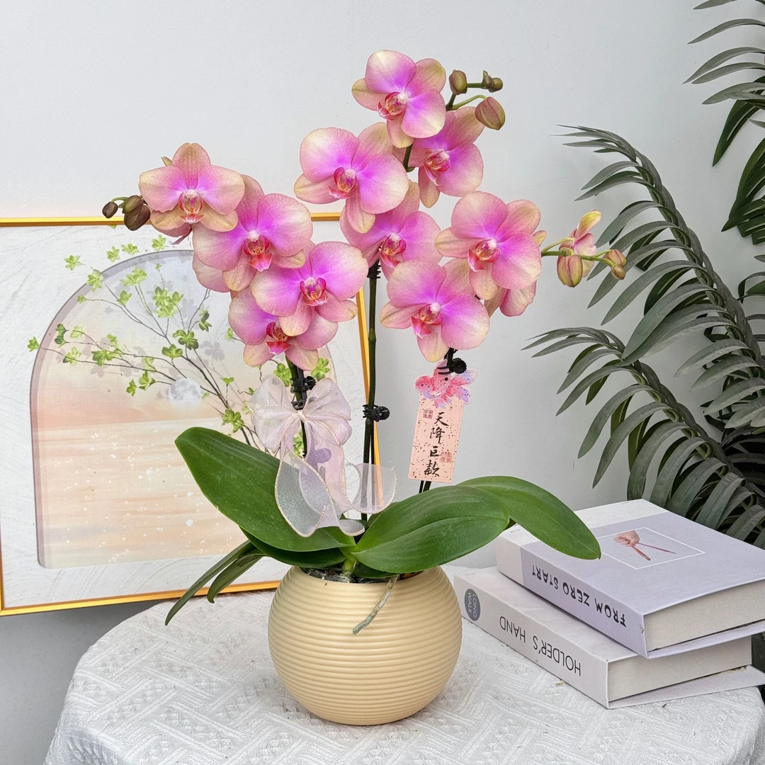 妗画【梵高】蝴蝶兰鲜花精致组盆 开花株 室内绿植基地直发