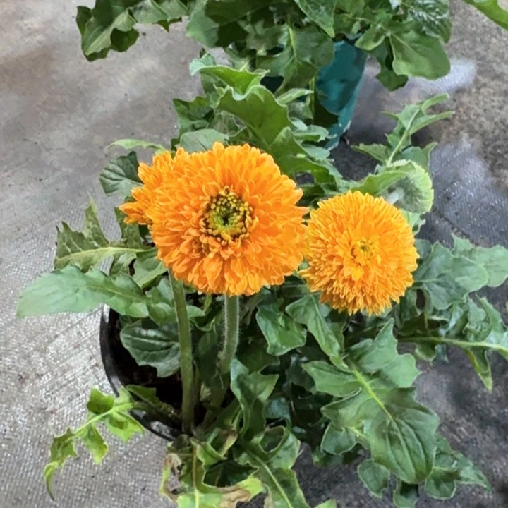 原盆原土一加仑非洲菊巴赛罗拉