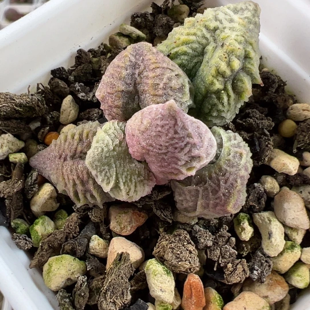 倒刺融冰多肉植物水泡