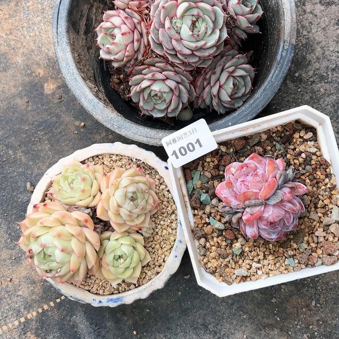 阿雅园艺。   1001