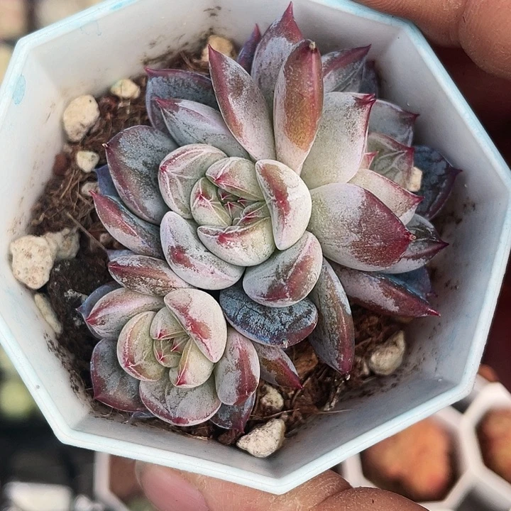 麋鹿森林30一盆三头