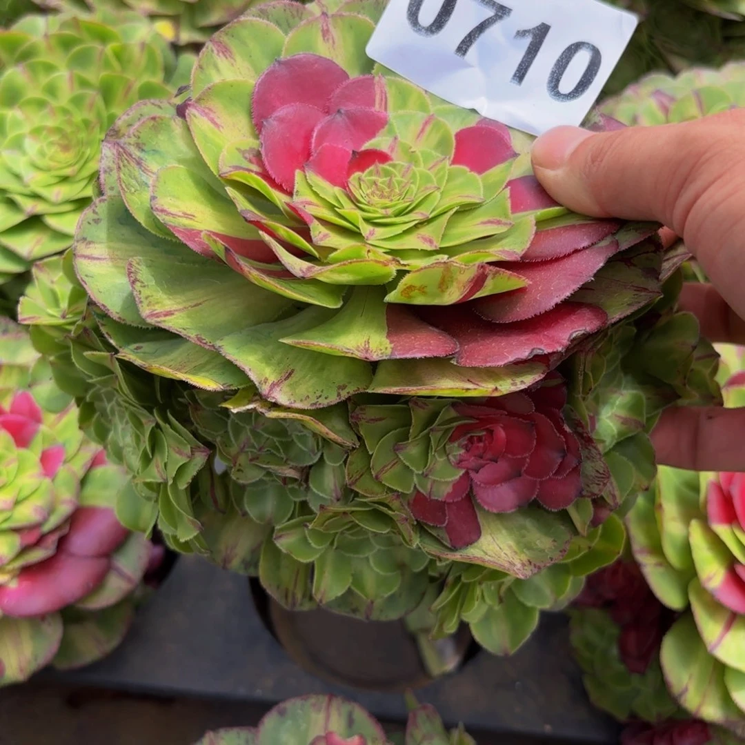 0710多肉植物知否
