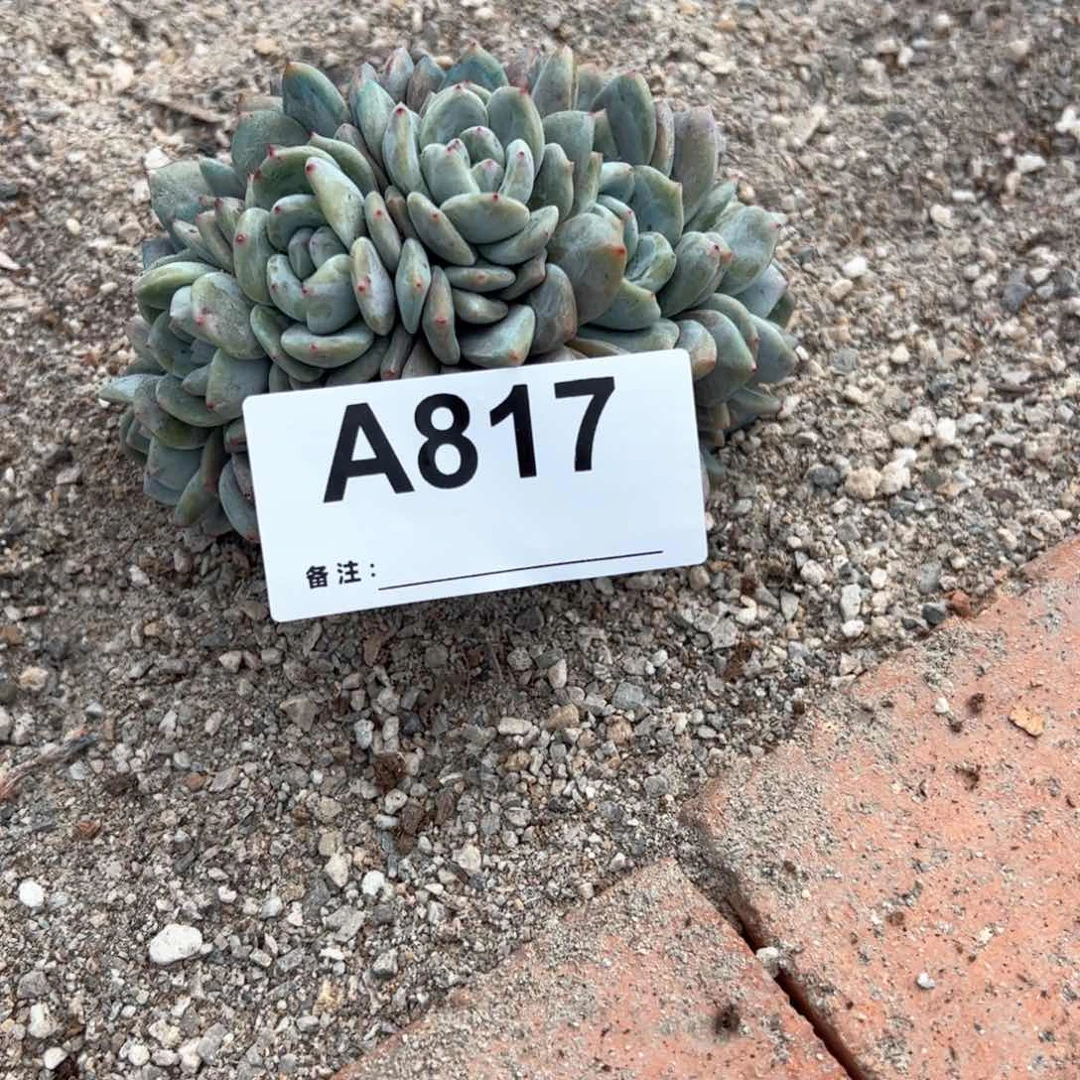 817多肉多肉多肉多肉