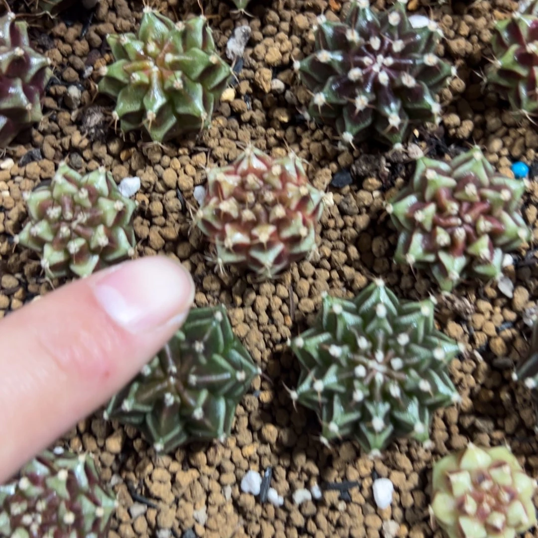 实生米哈锦脱土发货54