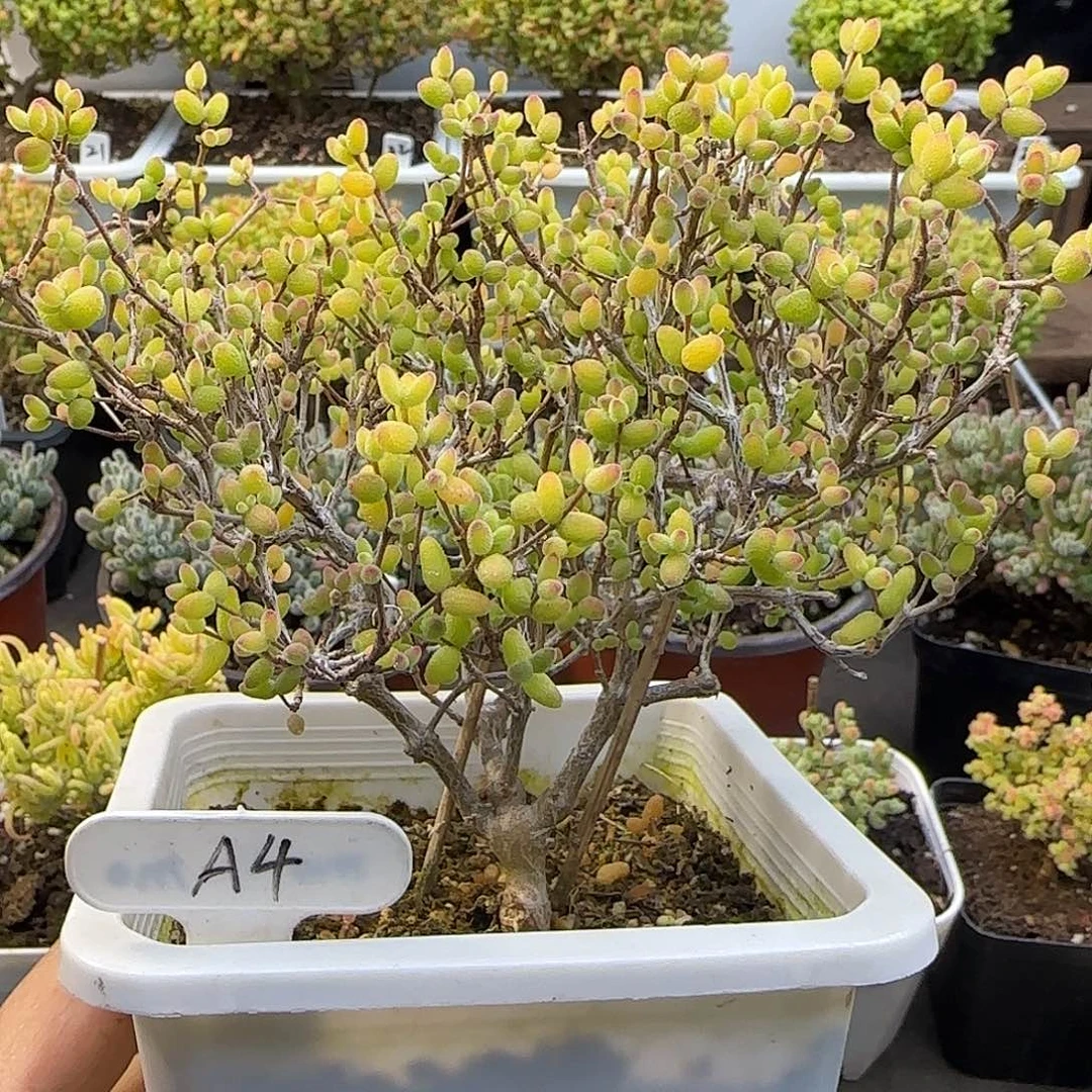 糖球奶油覆轮锦。。