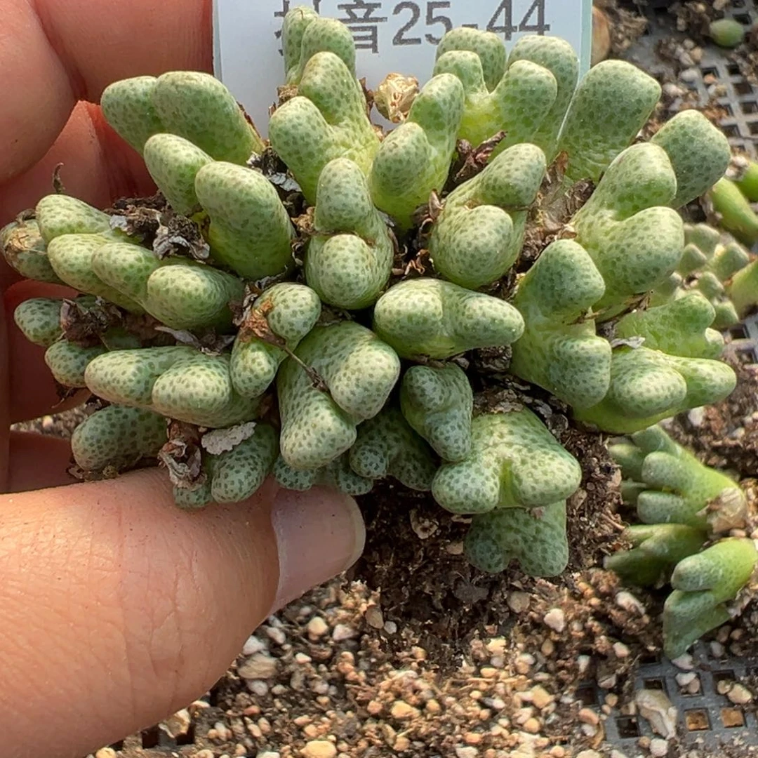 25-44肉锥多肉植物，