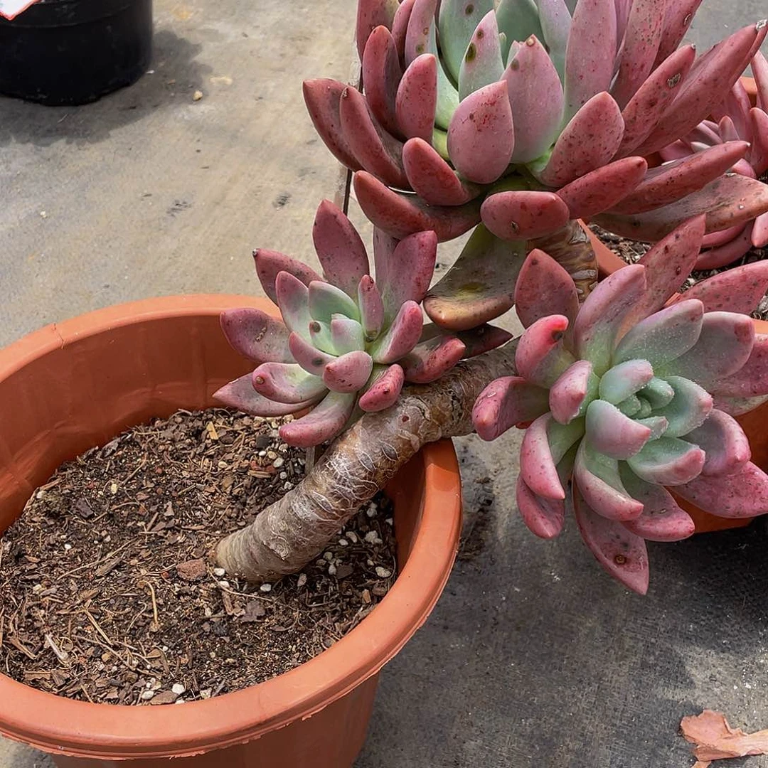 初***见桃花源多肉植物群