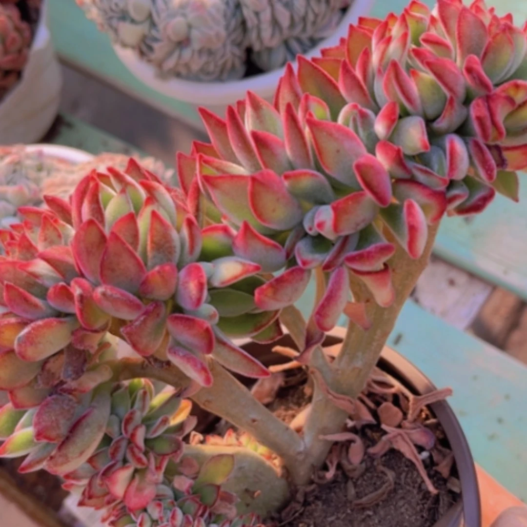 【闪购商品】红兔耳缀13207