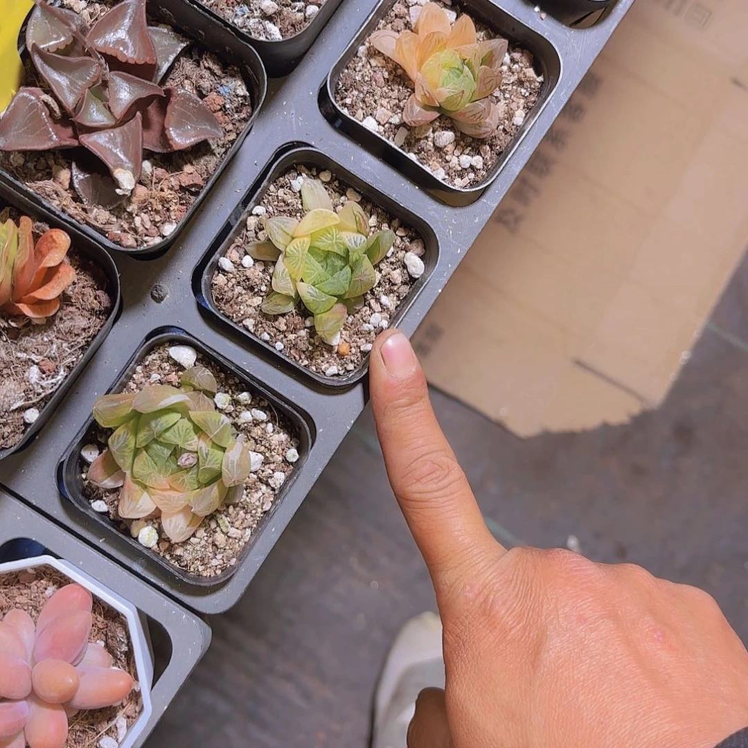 雨露锦一颗11111