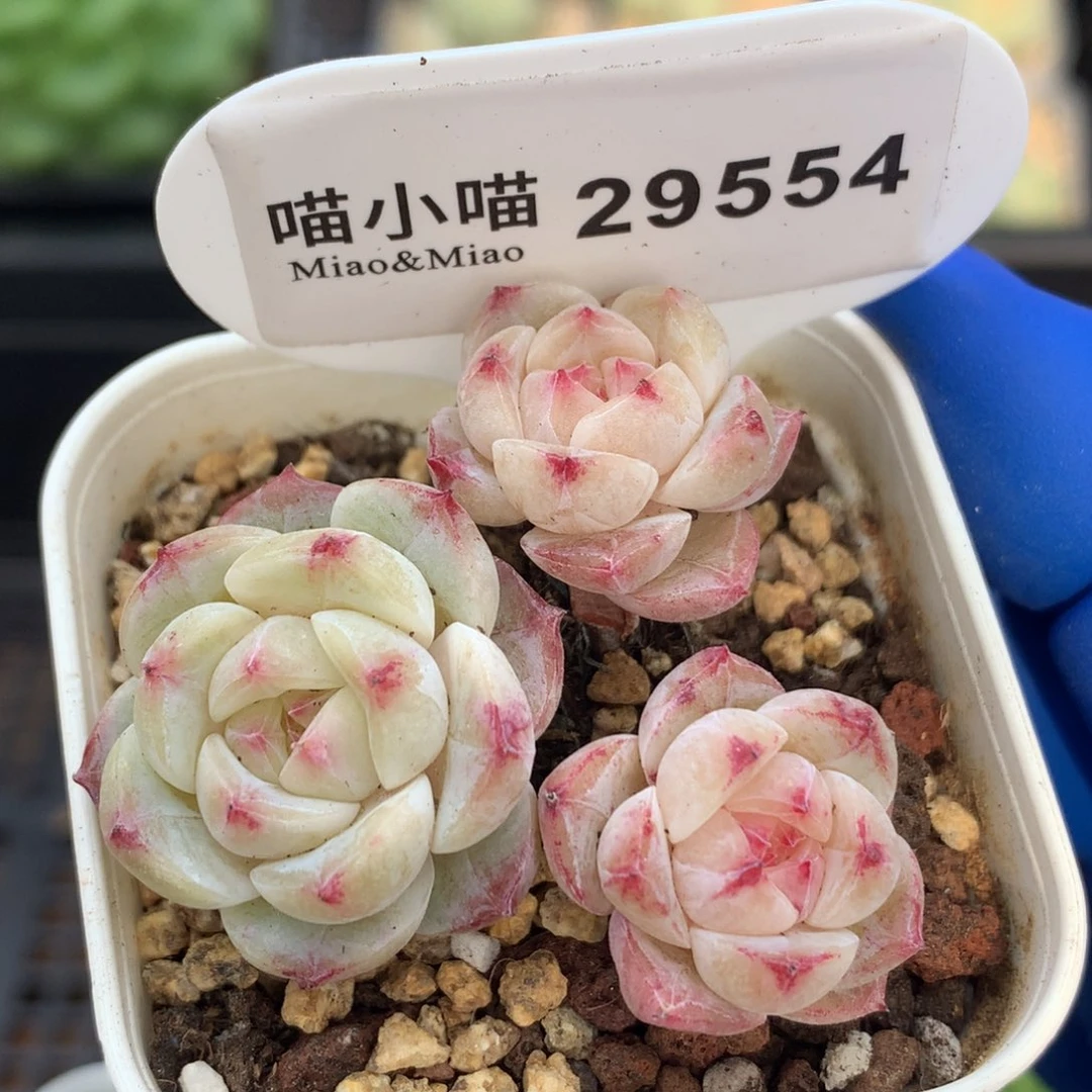 多肉植物杂交珍妮