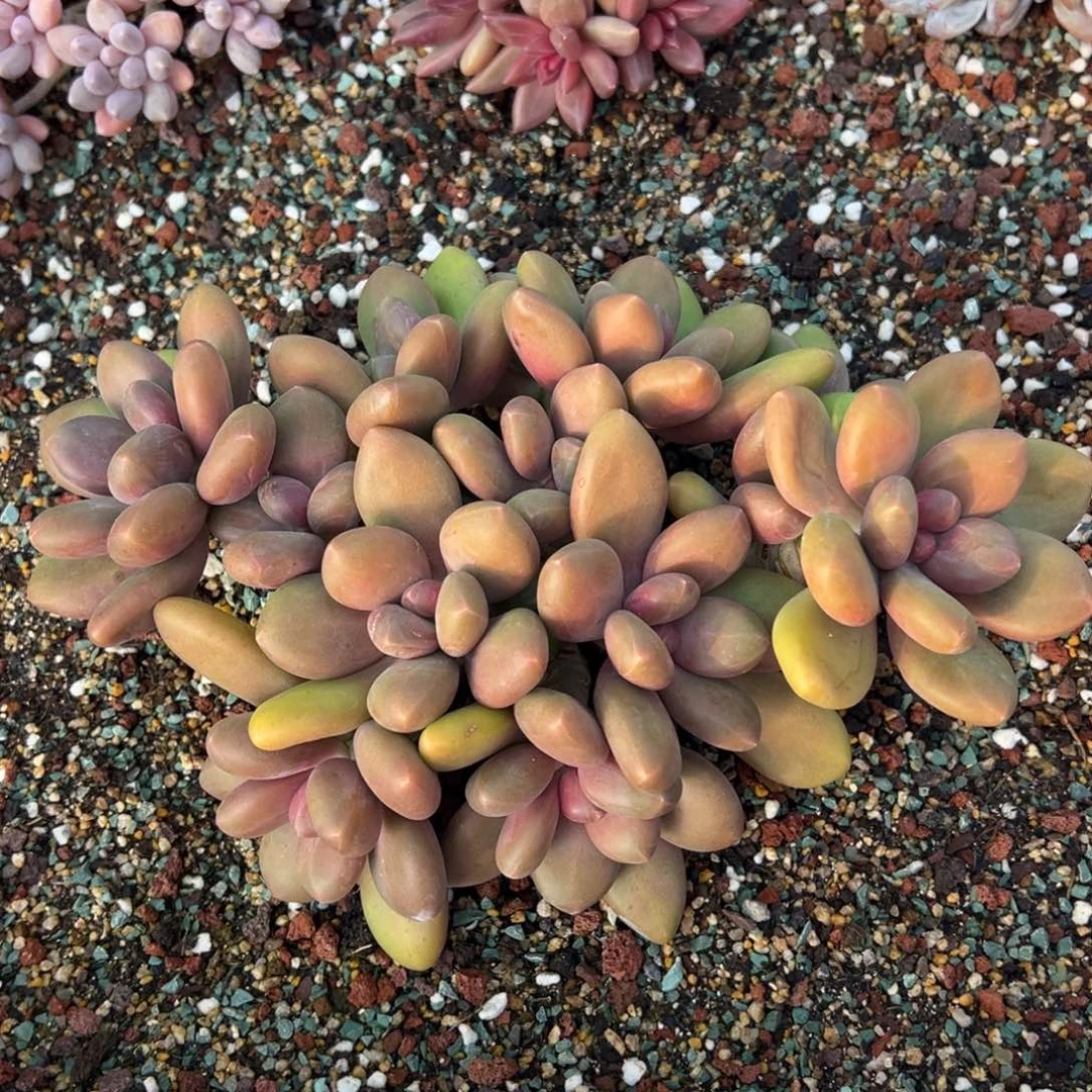 绝绝子芒果奶多肉植物